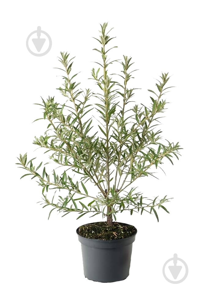 Саженец Облепихи 5 л - фото 1 Саженец Облепихи 5 л - фото 1