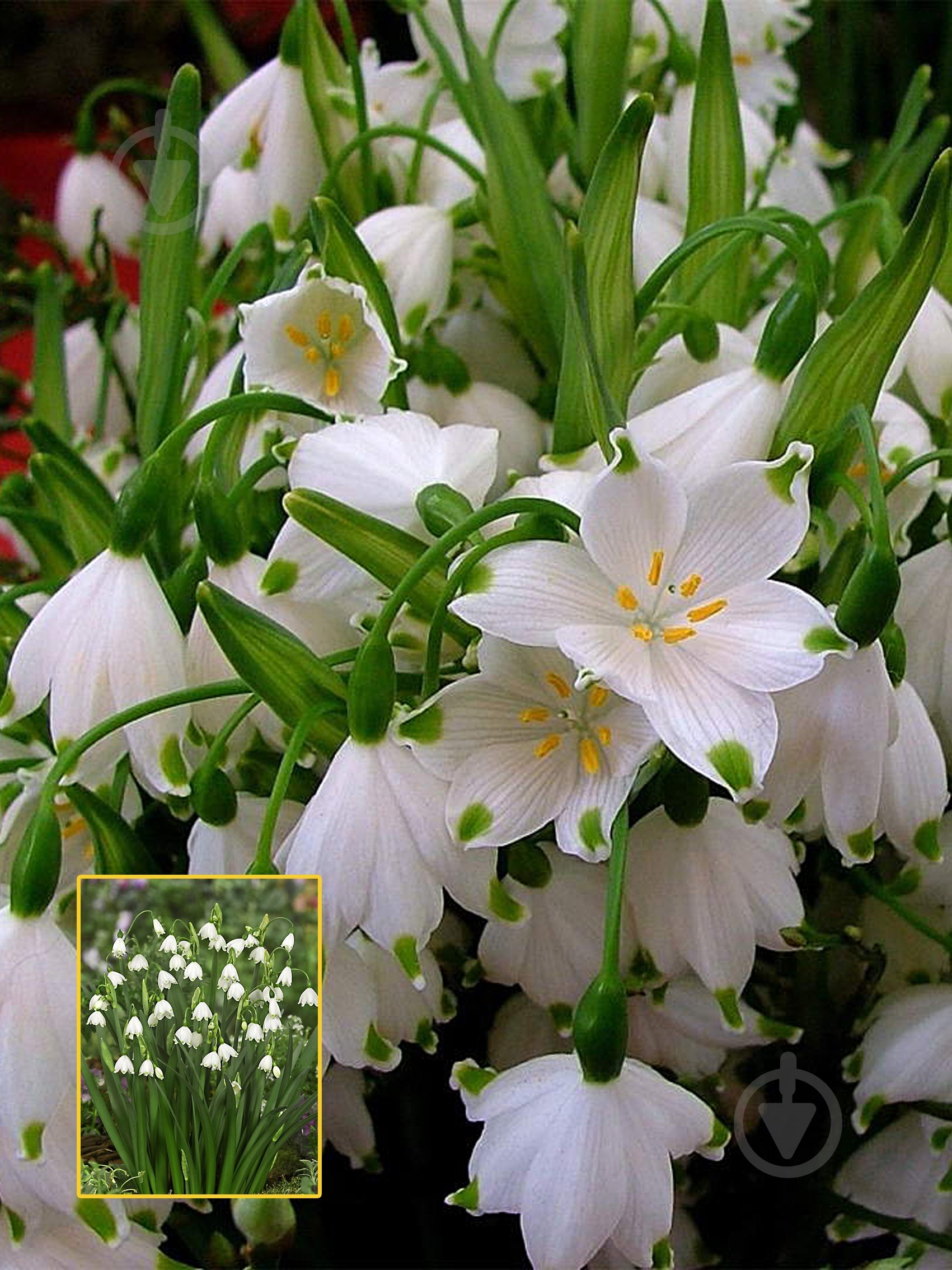 Луковица TUBERBULB Export B.V. белоцветника 3 шт. - фото 1