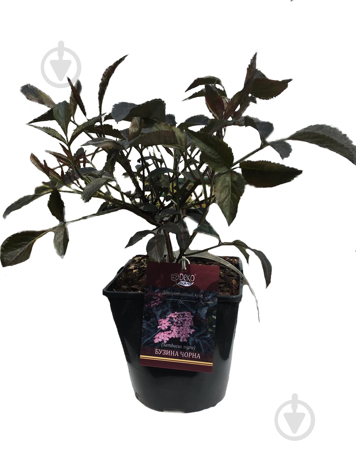 Саженец Саженец Бузина 3 л - фото 1 Саженец Саженец Бузина 3 л - фото 1