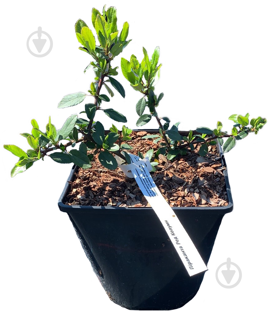 Саженец Пираканты 3 л - фото 1