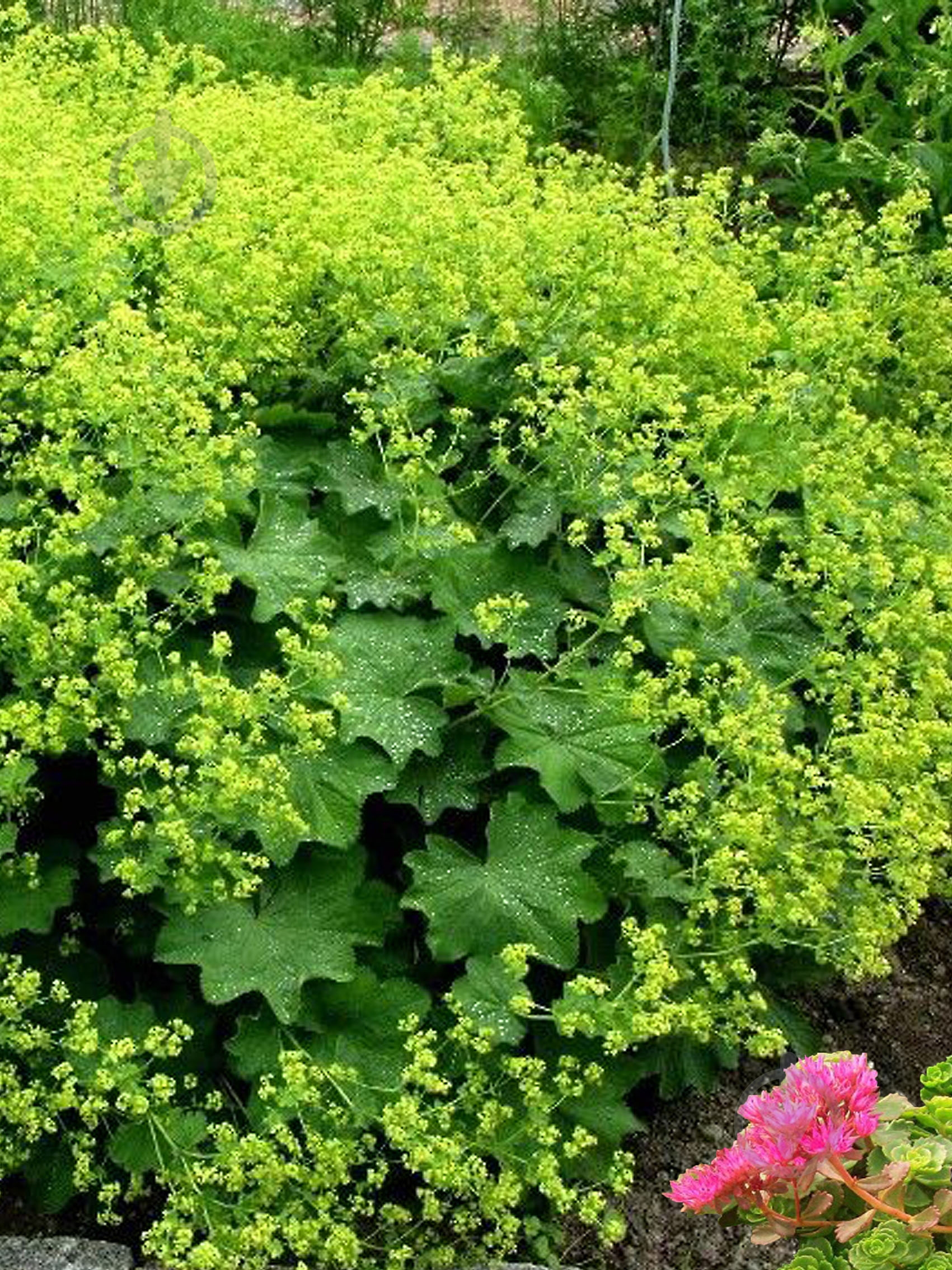 Корневище манжетки Молис Робустика 1 шт. - фото 1