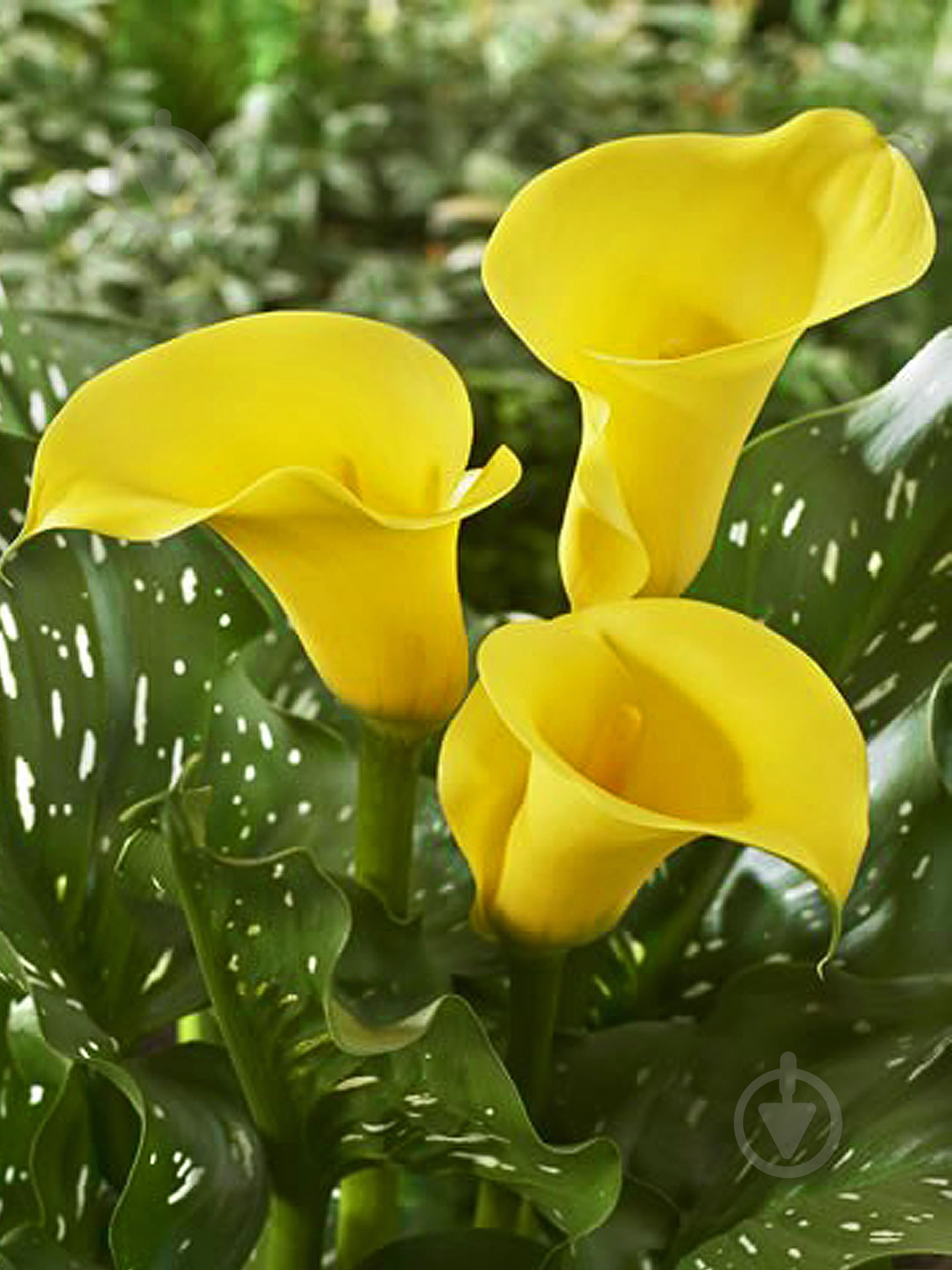 Клубень каллы Серрада 1 шт. - фото 1