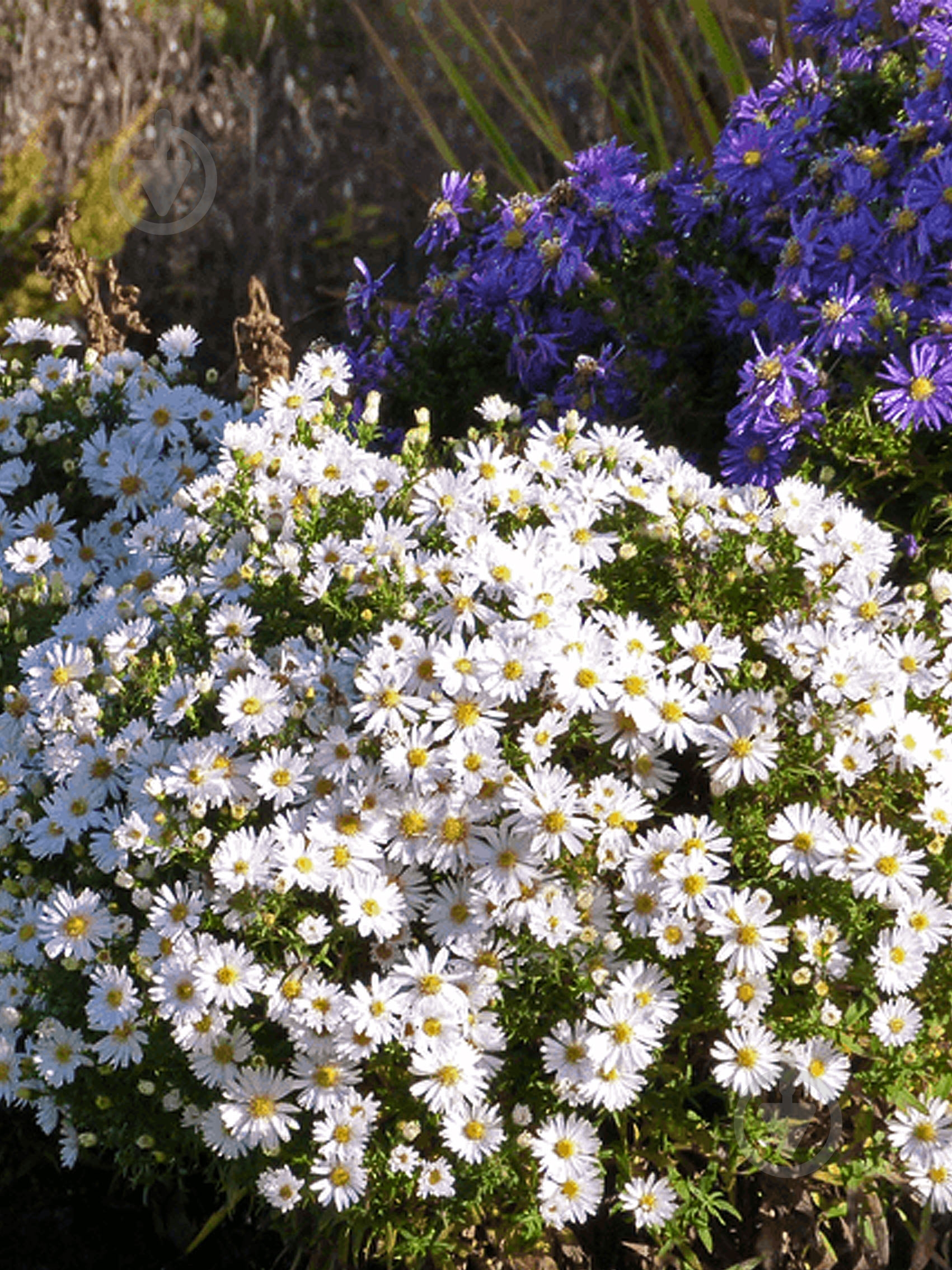 Корневище астры Аполло 1 шт. - фото 1