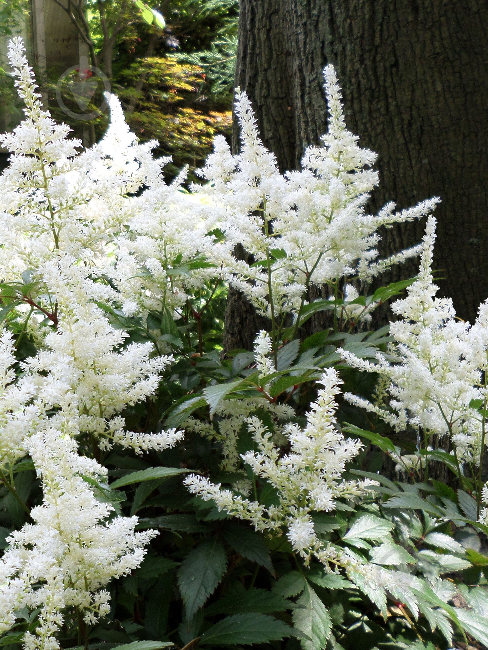 Корневище астильбы Вашингтен 1 шт. - фото 1