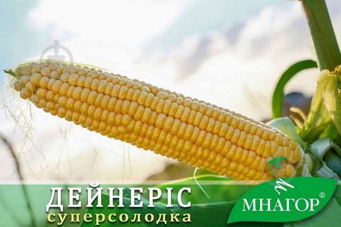 Насіння кукурудза Дейнеріс F1 25 г - фото 2