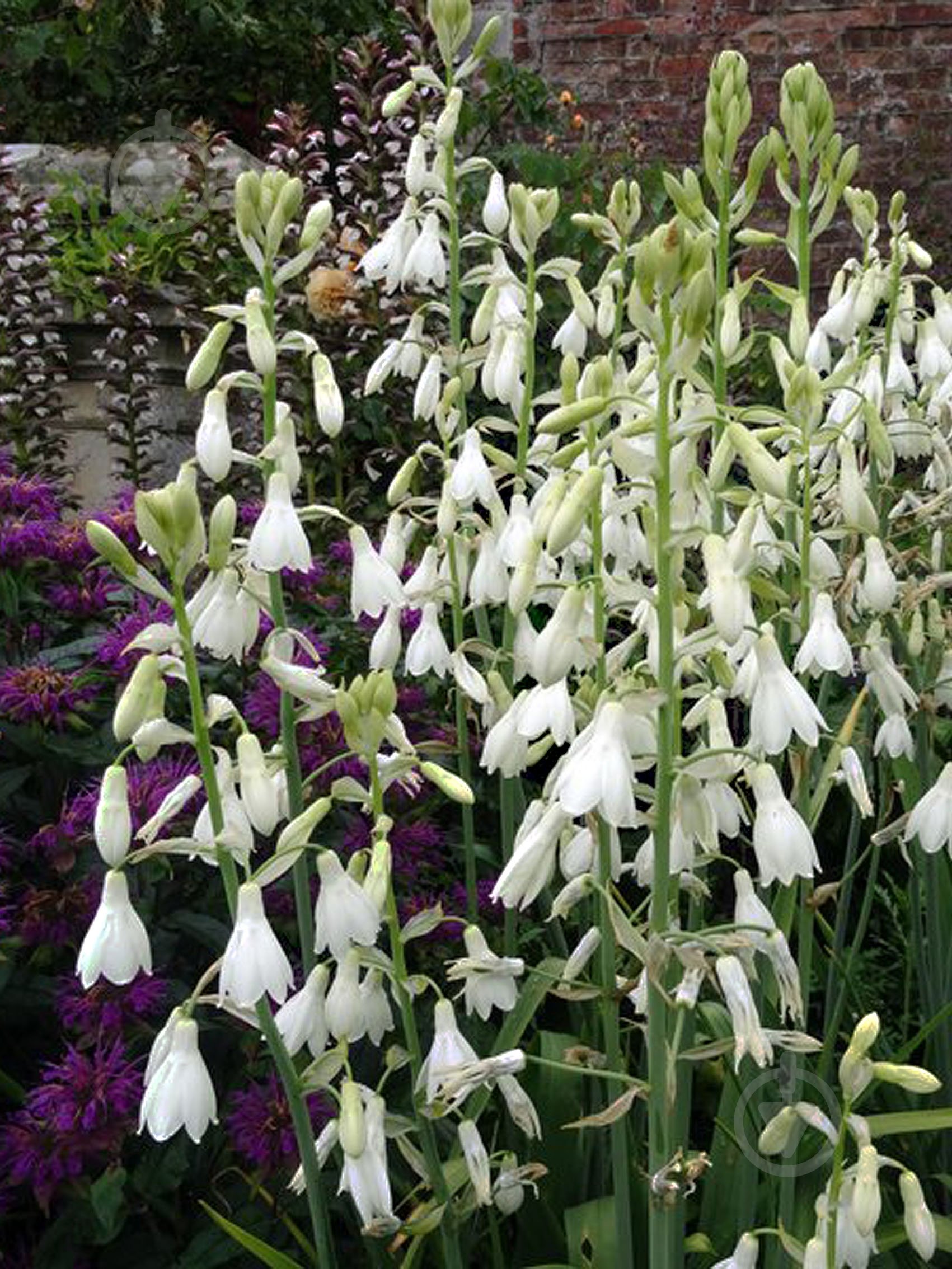 Луковица гальтонии 1 шт. - фото 1