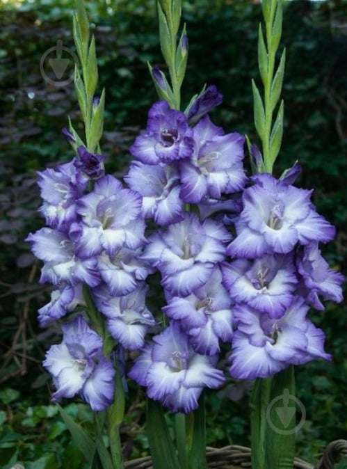 Луковица Гладиолуса Трайтон - фото 1