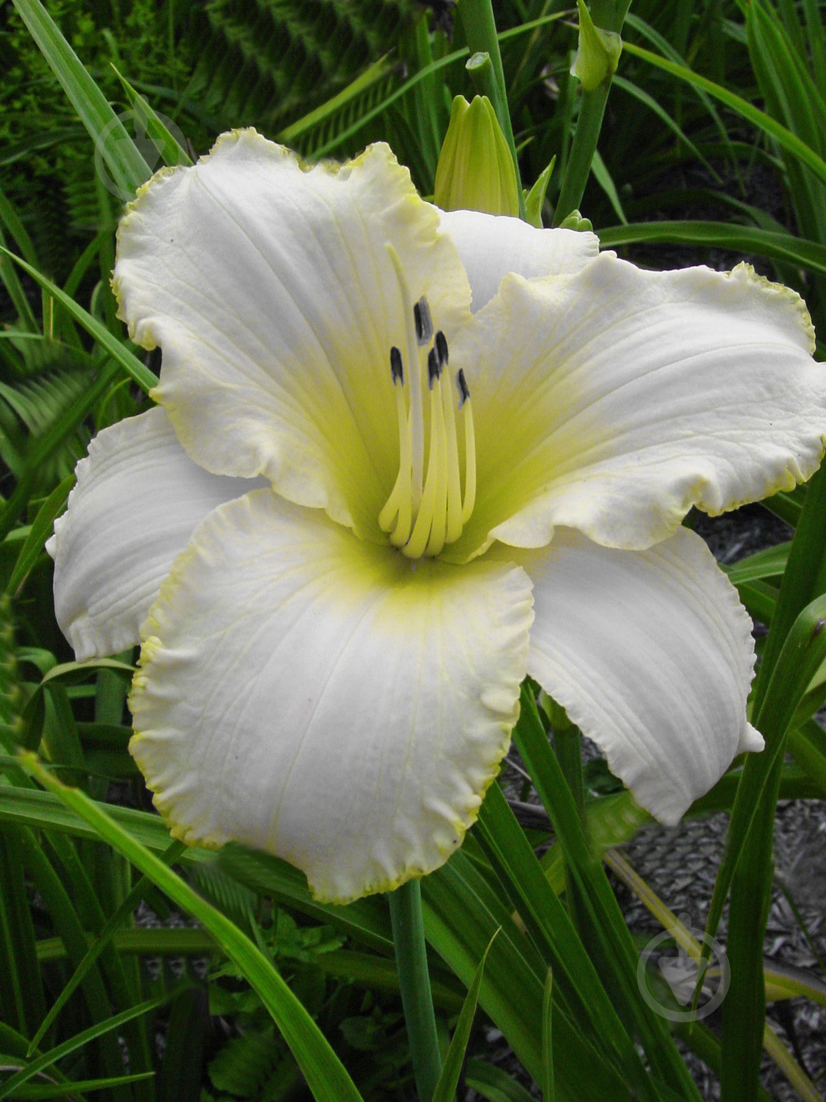 Кореневище лілійника Блізед Бей 1 шт. - фото 1