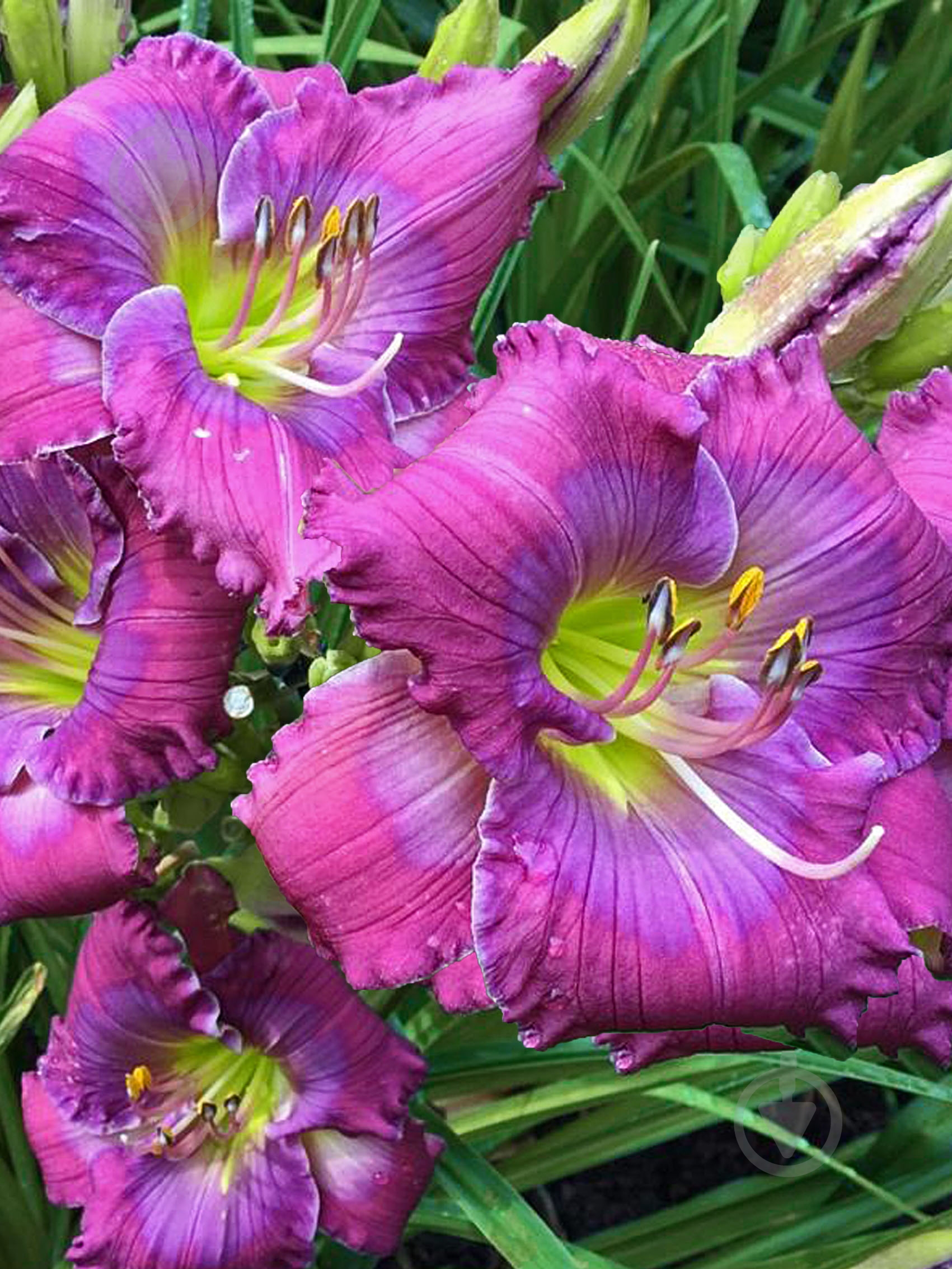 Кореневище лілійника Лавендер Блу Бейбі 1 шт. - фото 1