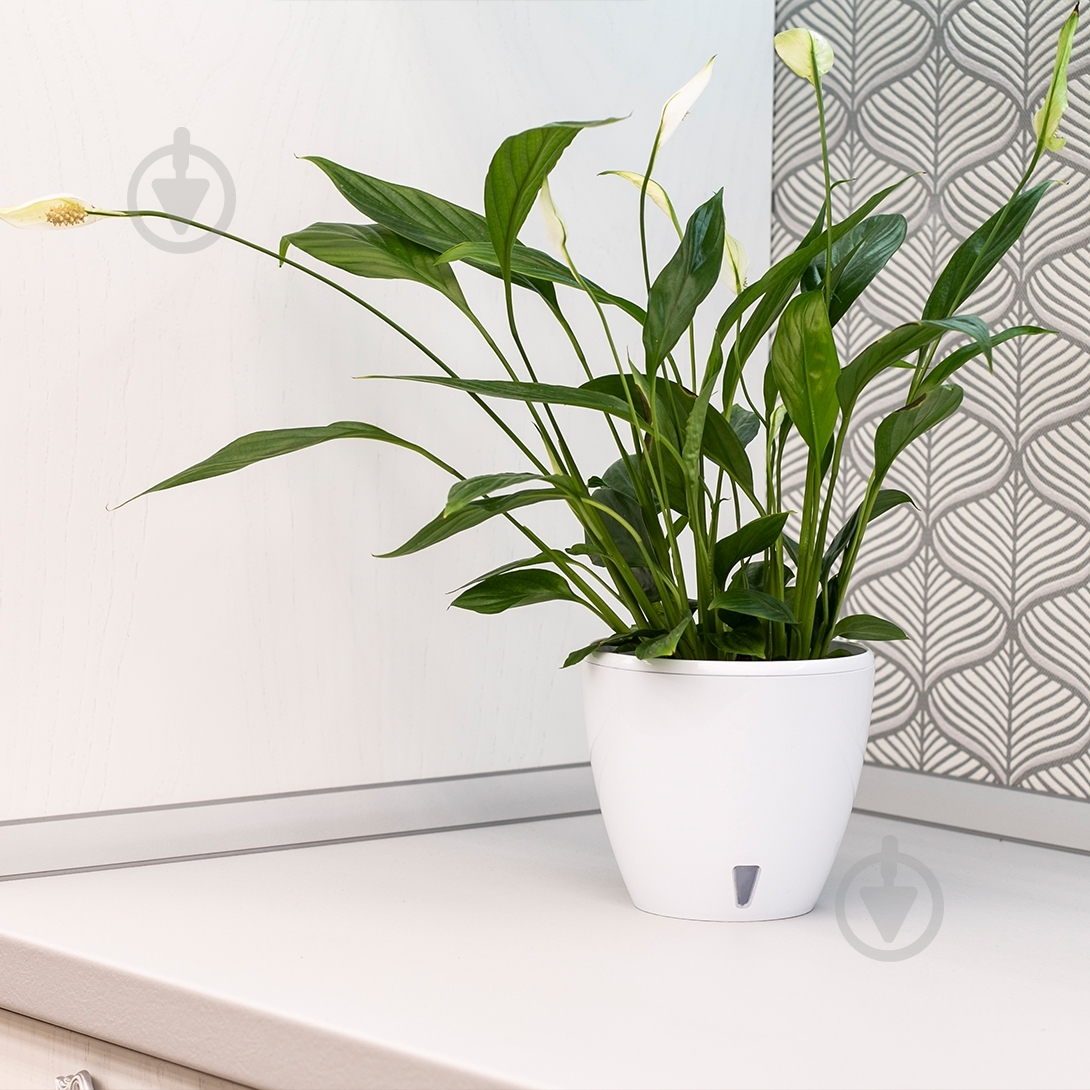 Вазон пластик Deco Twin круглый белый глянец 9 л Santino (2010278) - фото 7 Вазон пластик Deco Twin круглый белый глянец 9 л Santino (2010278) - фото 7