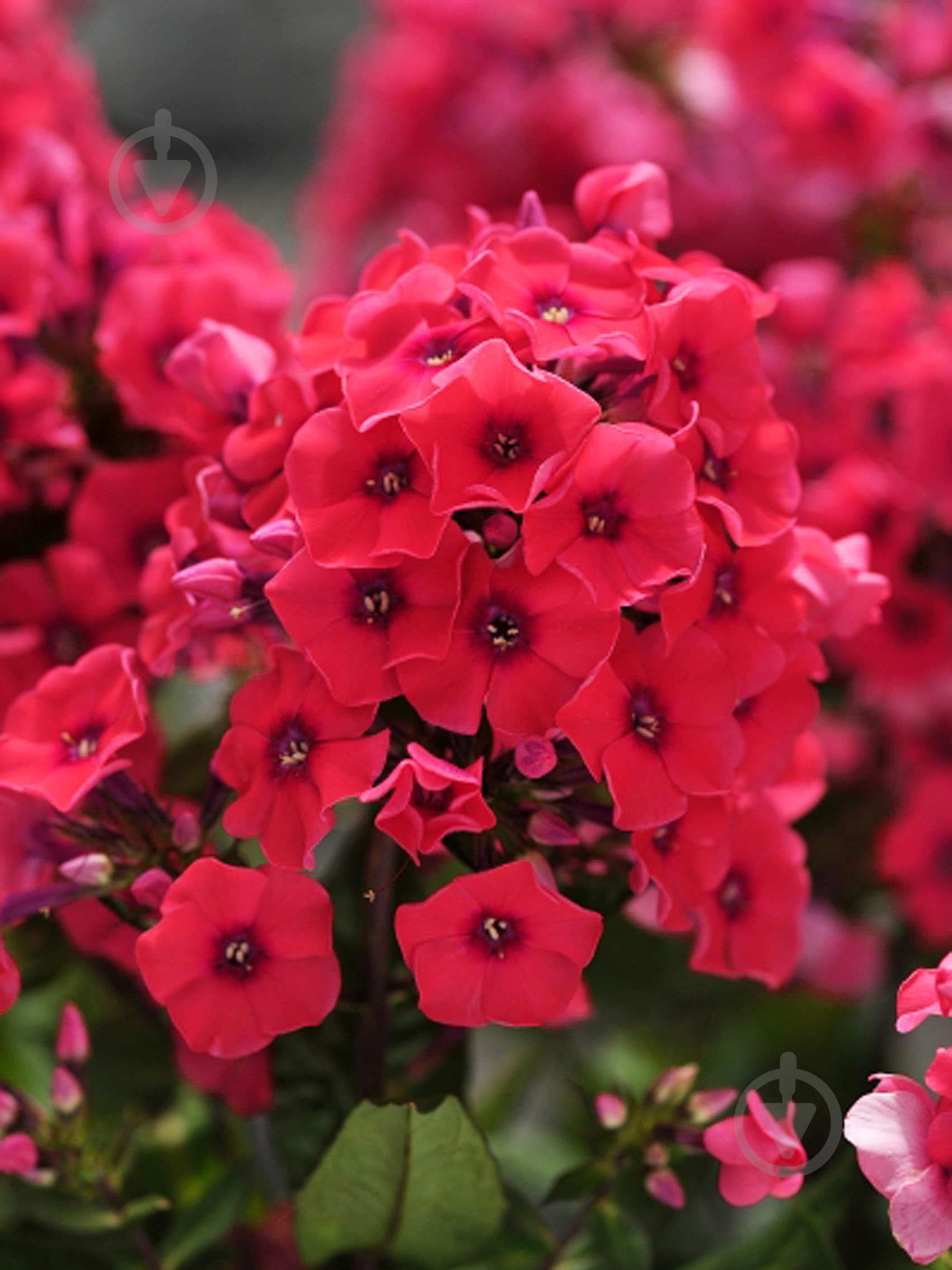 Кореневище флокса Текіла Санрайс 1 шт. - фото 1