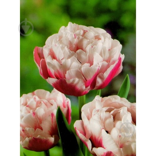 Луковица Яскрава Тюльпан двойной Horizon 3 шт. - фото 1