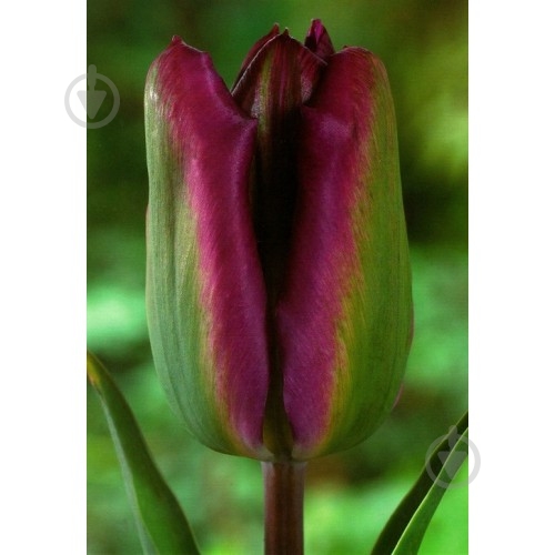 Луковица Яскрава Тюльпан виридифлора Nightrider 3 шт. - фото 1 Луковица Яскрава Тюльпан виридифлора Nightrider 3 шт. - фото 1