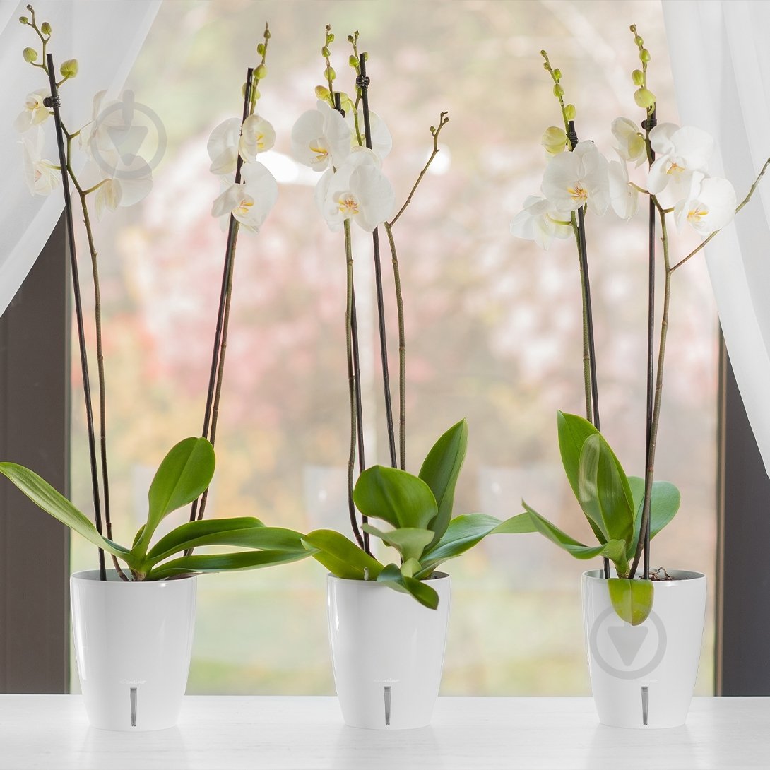 Вазон пластик Orchidea Twin круглый белый глянец 3,3 л Santino (2021755) - фото 5 Вазон пластик Orchidea Twin круглый белый глянец 3,3 л Santino (2021755) - фото 5