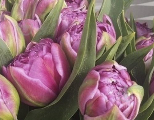 Луковица Яскрава Тюльпан двойной Chato 3 шт. - фото 1 Луковица Яскрава Тюльпан двойной Chato 3 шт. - фото 1