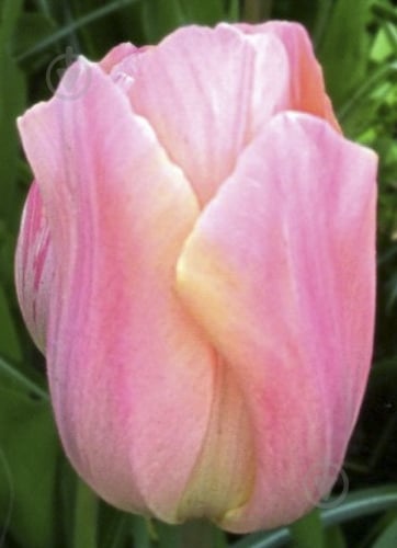 Цибулина Яскрава Тюльпан тріумф Apricot Beauty 3 шт. - фото 1 Цибулина Яскрава Тюльпан тріумф Apricot Beauty 3 шт. - фото 1