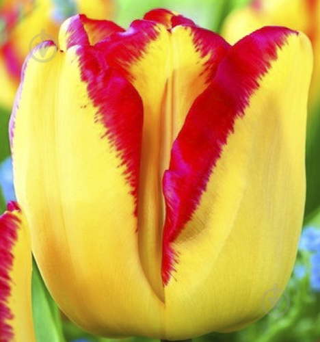 Луковица Яскрава Тюльпан триумф Banja Luka 3 шт. - фото 1 Луковица Яскрава Тюльпан триумф Banja Luka 3 шт. - фото 1