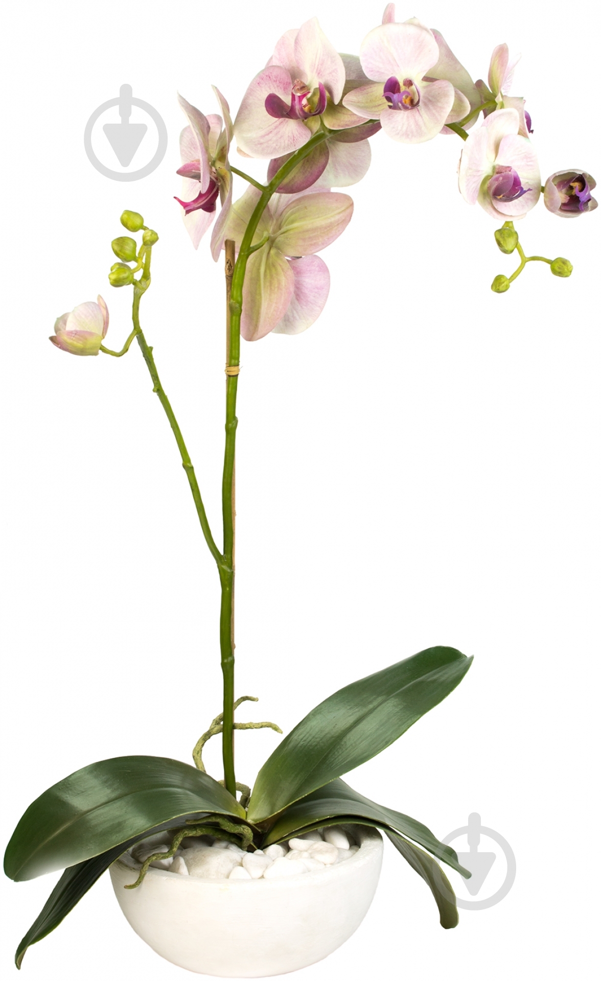 Композиция Орхидеи 51166054 Shishi - фото 1