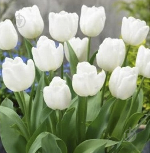 Цибулина Яскрава Тюльпан тріумф Calgary 3 шт. - фото 1 Цибулина Яскрава Тюльпан тріумф Calgary 3 шт. - фото 1