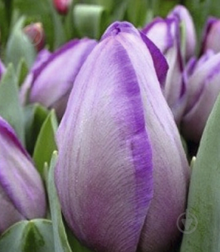 Цибулина Яскрава Тюльпан тріумф Jacuzzi 3 шт. - фото 1