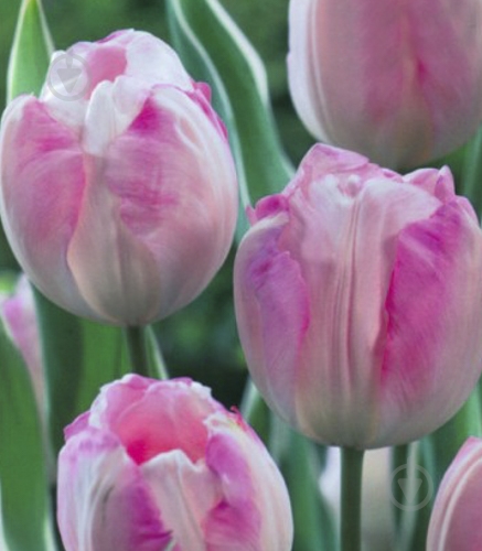 Луковица Яскрава Тюльпан триумф New Design 3 шт. - фото 1 Луковица Яскрава Тюльпан триумф New Design 3 шт. - фото 1