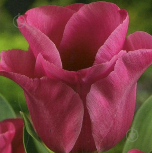 Луковица Яскрава Тюльпан триумф Passionale 3 шт. - фото 1