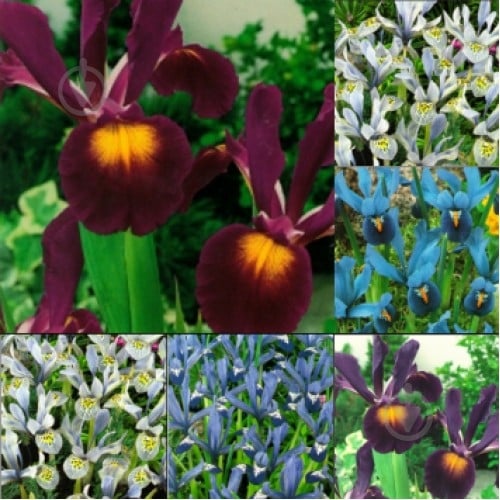 Луковица Яскрава Ирис морозостойкий Смесь 5 шт. - фото 1