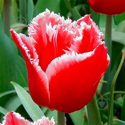 Луковица Яскрава бахромчатый Canasta 3 шт. - фото 1 Луковица Яскрава бахромчатый Canasta 3 шт. - фото 1