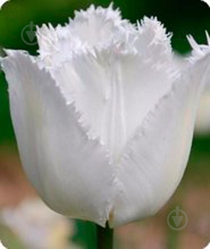 Луковица Яскрава бахромчатый Daytona 3 шт. - фото 1