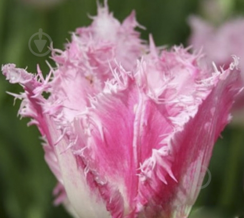 Цибулина Яскрава Тюльпан бахромчатий Fancy Frills 3 шт. - фото 1 Цибулина Яскрава Тюльпан бахромчатий Fancy Frills 3 шт. - фото 1