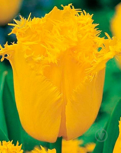 Цибулина Яскрава бахромчатий Hamilton 3 шт. - фото 1