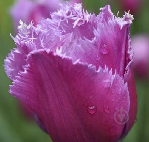 Луковица Яскрава Тюльпан бахромчатый Louvre 3 шт. - фото 1 Луковица Яскрава Тюльпан бахромчатый Louvre 3 шт. - фото 1