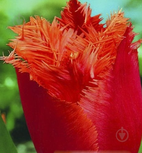 Луковица Яскрава Тюльпан бахромчатый Noranda 3 шт. - фото 1 Луковица Яскрава Тюльпан бахромчатый Noranda 3 шт. - фото 1