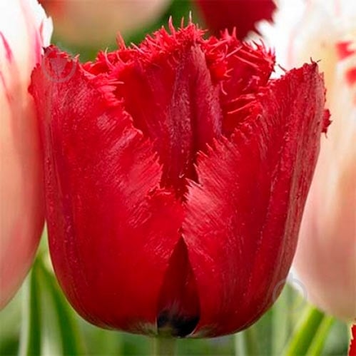 Луковица Яскрава бахромчатый Red Wing 3 шт. - фото 1