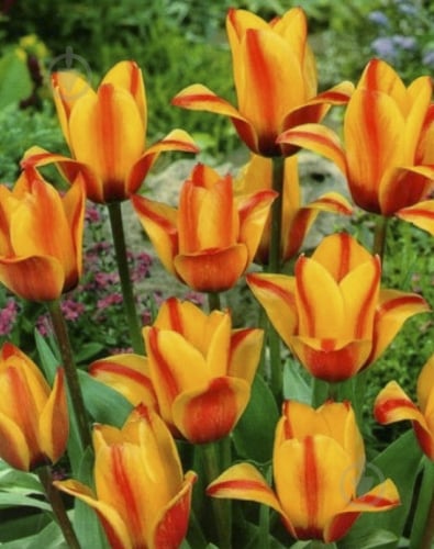 Цибулина Яскрава Тюльпан гібрид Грейга Cape Code 3 шт. - фото 1 Цибулина Яскрава Тюльпан гібрид Грейга Cape Code 3 шт. - фото 1