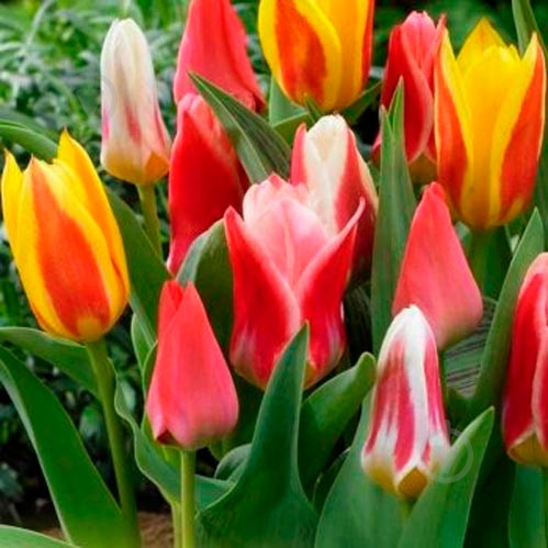 Луковица Яскрава Грейга смесь 3 шт. - фото 1 Луковица Яскрава Грейга смесь 3 шт. - фото 1