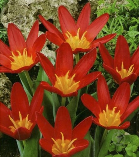Цибулина Яскрава Тюльпан гібрид Кауфмана Scarlet Baby 3 шт. - фото 1 Цибулина Яскрава Тюльпан гібрид Кауфмана Scarlet Baby 3 шт. - фото 1