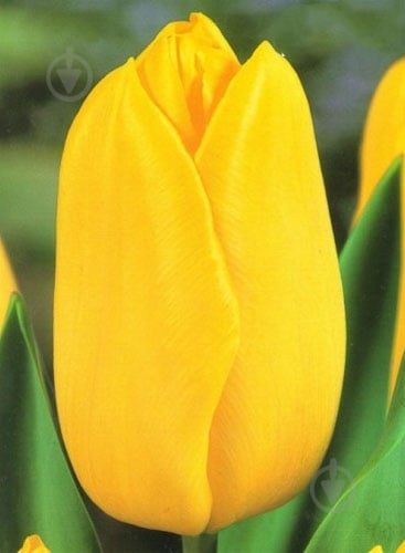 Цибулина Яскрава Тюльпан гігантський Hokus Pokus 3 шт. - фото 1 Цибулина Яскрава Тюльпан гігантський Hokus Pokus 3 шт. - фото 1