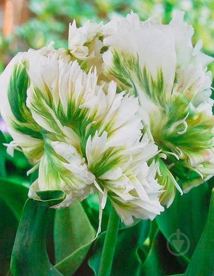 Луковица Яскрава попугайный Super Parrot 3 шт. - фото 1