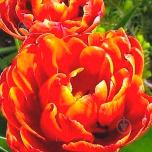 Луковица Яскрава Double Allegretto 3 шт. - фото 1 Луковица Яскрава Double Allegretto 3 шт. - фото 1