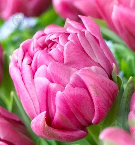 Луковица Яскрава Double Margarita 3 шт. - фото 1