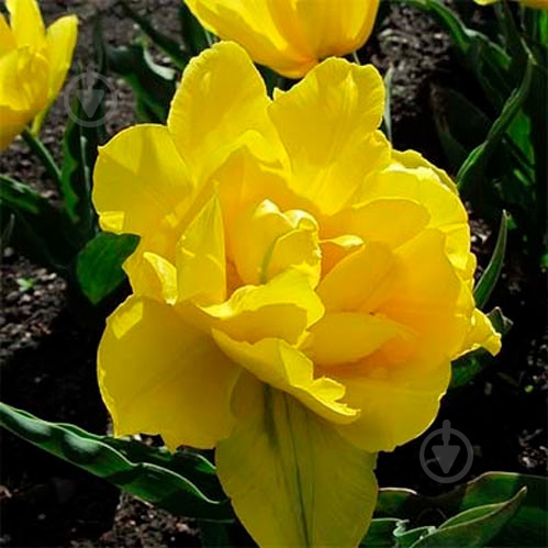 Луковица Яскрава Double Monte Carlo 3 шт. - фото 1