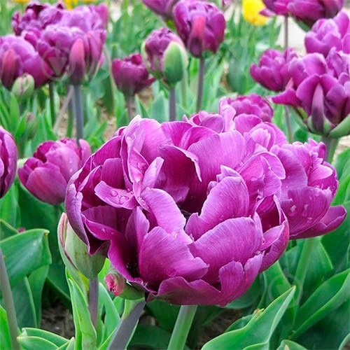 Луковица Яскрава Double Wow Blue 3 шт. - фото 1