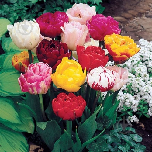 Луковица Яскрава Тюльпан двойной Смесь 3 шт. - фото 1 Луковица Яскрава Тюльпан двойной Смесь 3 шт. - фото 1