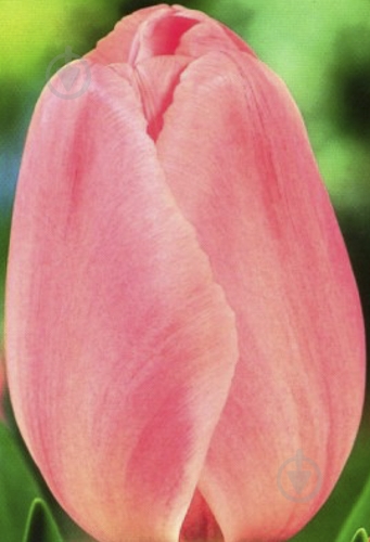 Луковица Яскрава Тюльпан триумф Don Quichotte 3 шт. - фото 1 Луковица Яскрава Тюльпан триумф Don Quichotte 3 шт. - фото 1