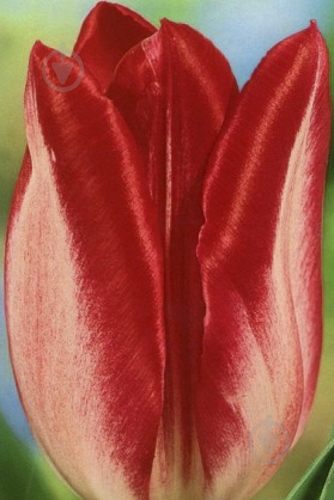 Луковица Яскрава Тюльпан триумф Judith Leyster 3 шт. - фото 1 Луковица Яскрава Тюльпан триумф Judith Leyster 3 шт. - фото 1