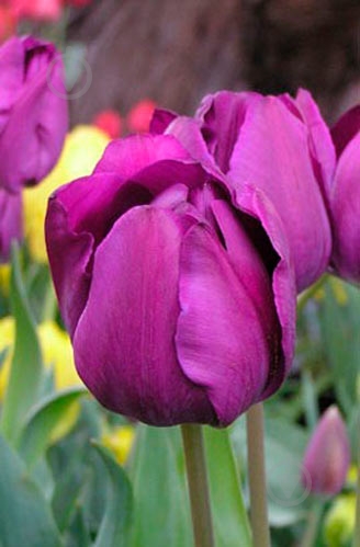 Цибулина Яскрава тріумф Negrita 3 шт. - фото 1