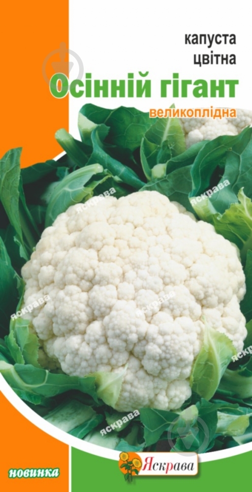 Насіння Яскрава капуста білоголова Бірюза 0,3 г (4823069812607) - фото 1 Насіння Яскрава капуста білоголова Бірюза 0,3 г (4823069812607) - фото 1