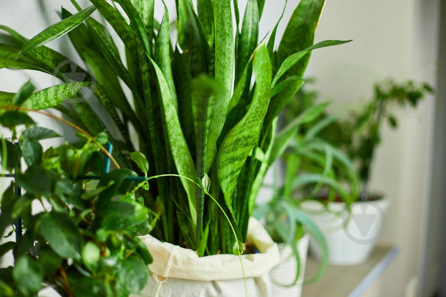 Спрей-полироль Compo для листьев 300 мл - фото 11