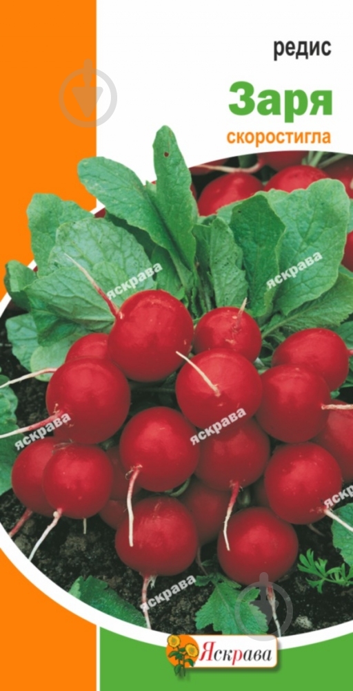 Насіння Яскрава редиска Заря 3 г (4823069810245) - фото 1 Насіння Яскрава редиска Заря 3 г (4823069810245) - фото 1